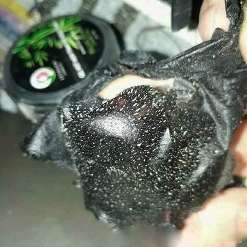 Gel lột mụn than tre hoạt tính, gel hút mụn Lê Thanh giúp lột mụn đầu đen, mụn cám làm sạch da - Tặng có quét tiện lợi | BigBuy360 - bigbuy360.vn