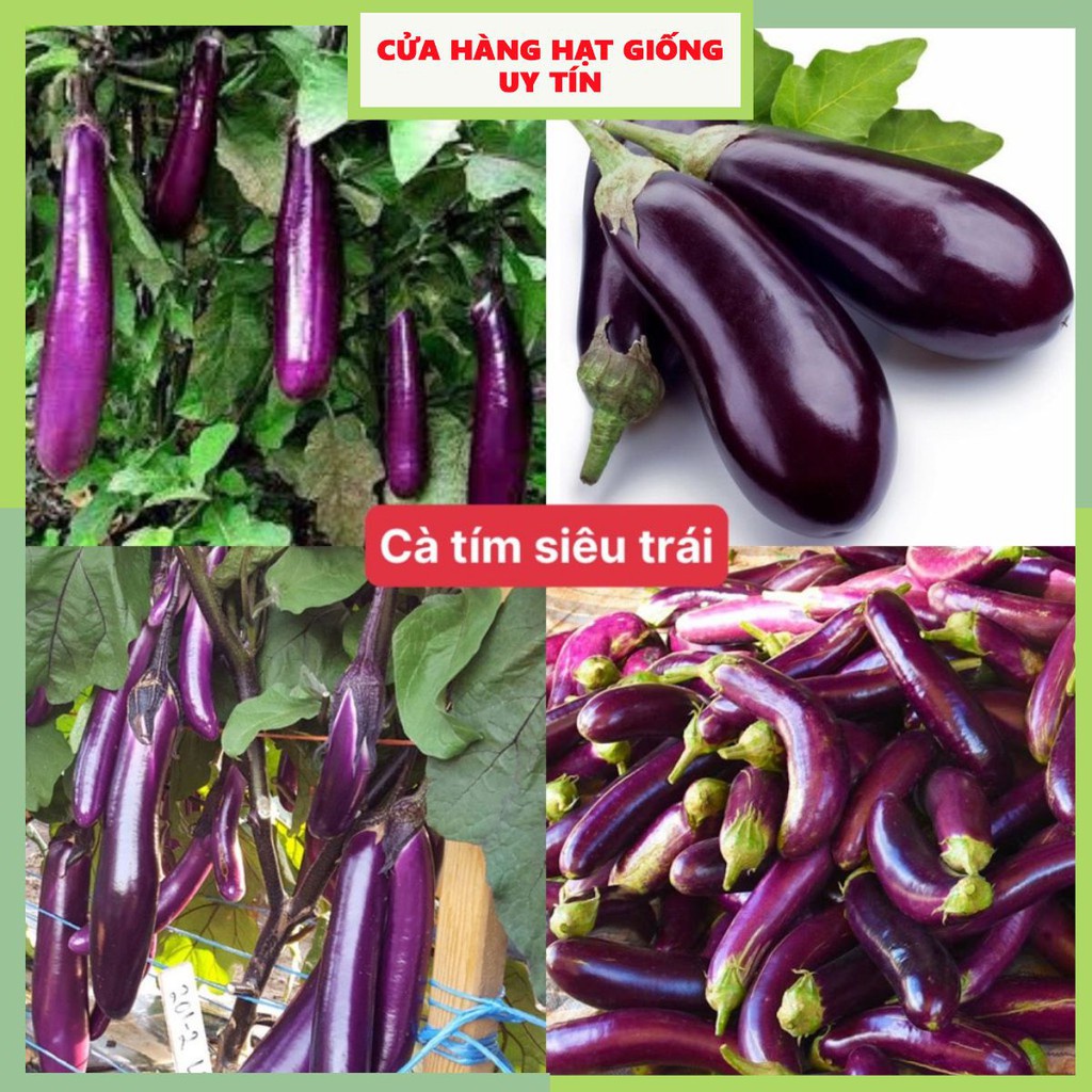 Hạt giống cà tím F1 loại siêu trái dễ trồng kháng sâu bệnh năng xuất cao [ gói 50gram,100gram,200gram ]