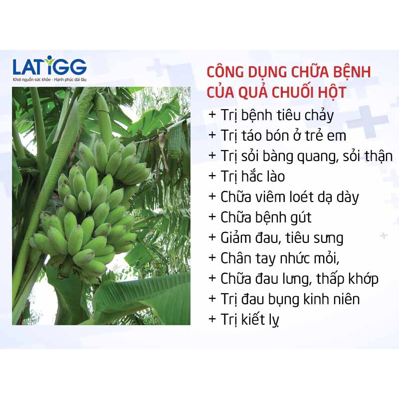 Chuối Hột Rừng loại 1 ngâm rượu [1 Kg] (chuẩn Tây Bắc)