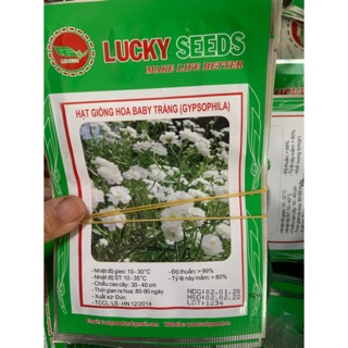 Hạt giống hoa baby trắng (gypsophila) gói 50 hạt