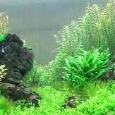 Carbon Liquid Thủy Mộc - Bổ Sung Co2 Dạng Nước Cho Bể Cá Thủy Sinh