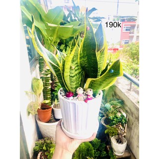 Chậu lưỡi hổ lớn để bàn