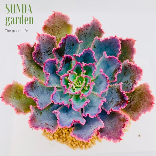 Sen đá bắp cải aurora purple SONDA GARDEN size bé 5-8cm, xuất xứ Đà Lạt, khoẻ đẹp, lỗi 1 đổi 1