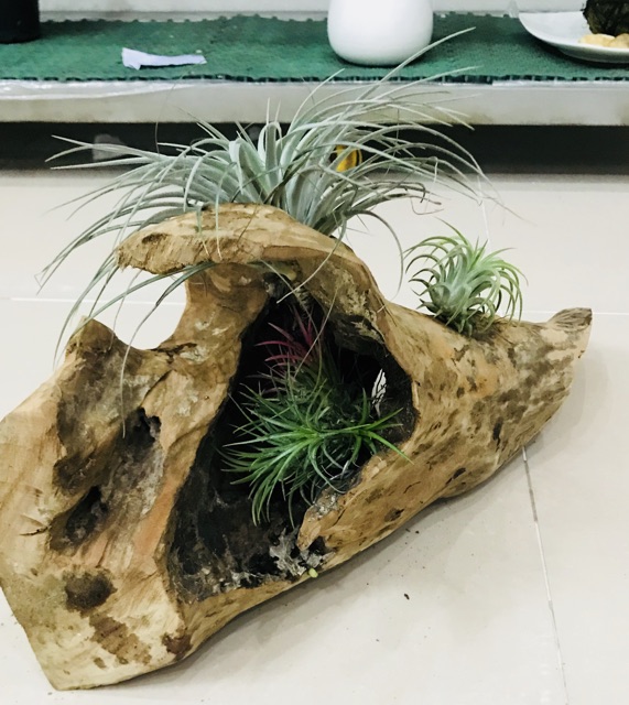 Cây không khí Tillandsia Houston (Hồng hạnh)