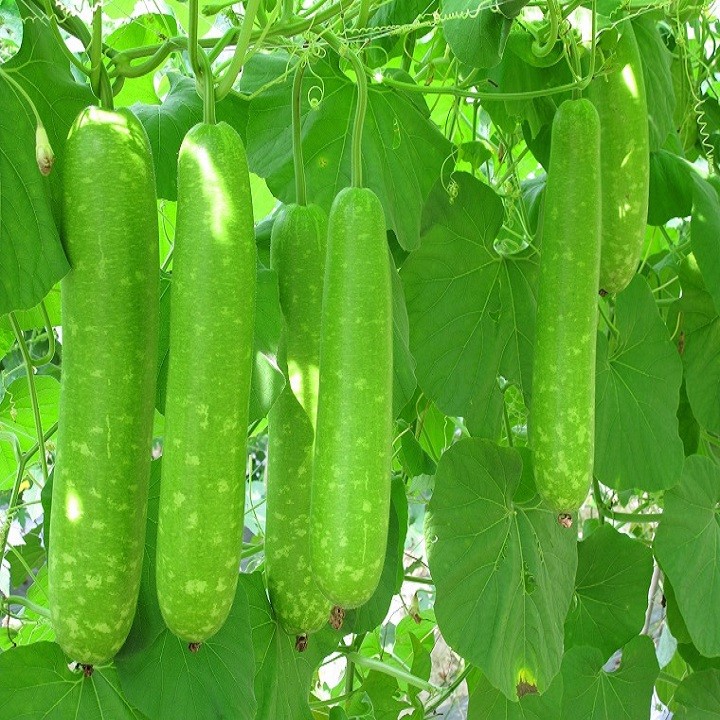 2g  Bầu sao trái dài