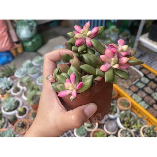 [HOT] SEN ĐÁ HỒNG SAO BỤI 6CM