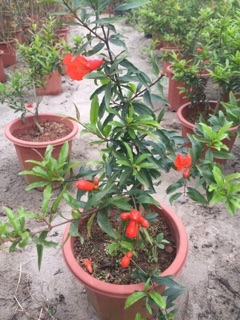 Lựu lùn ấn độ