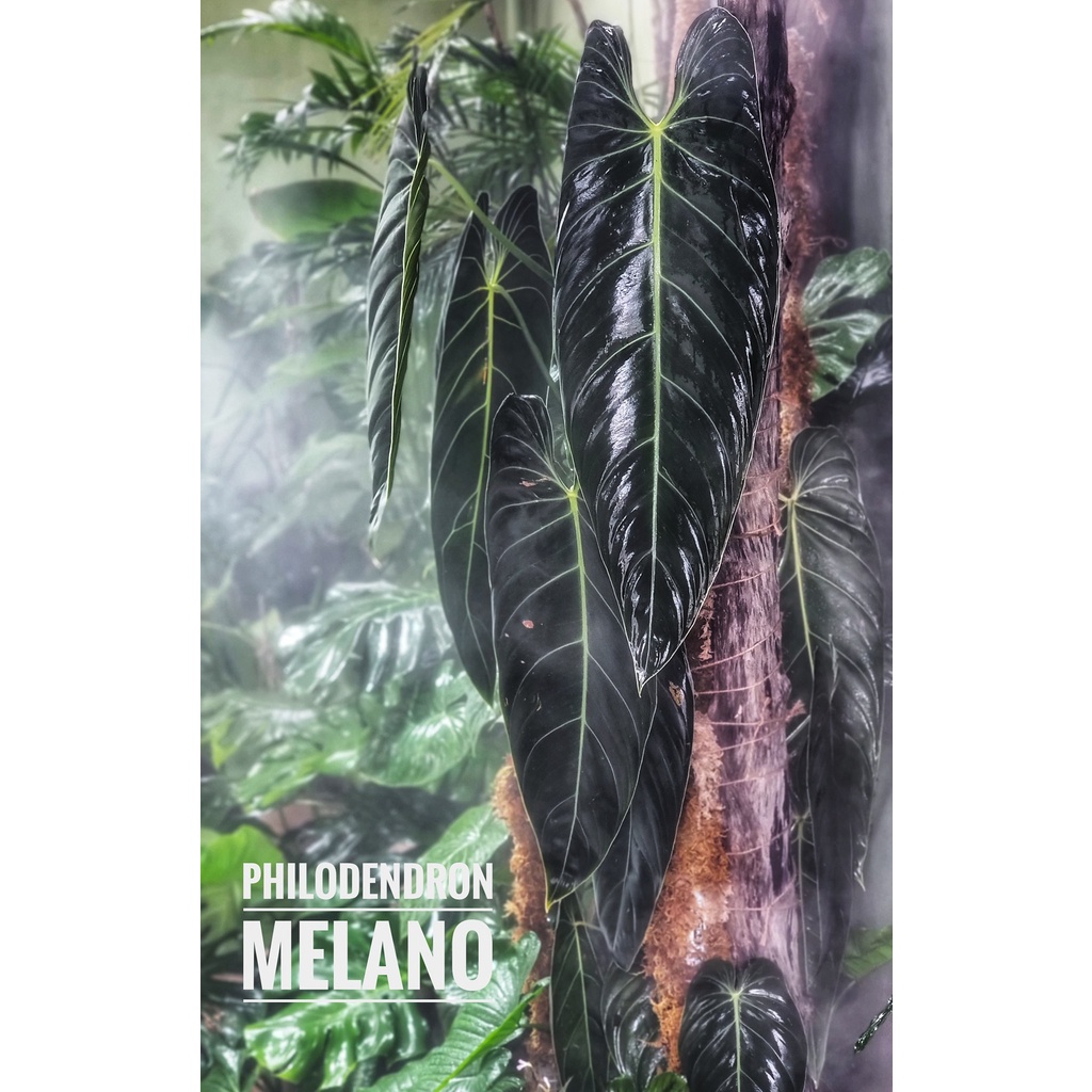 Cây Philodendron Melano cây con - thuần khí hậu vn.