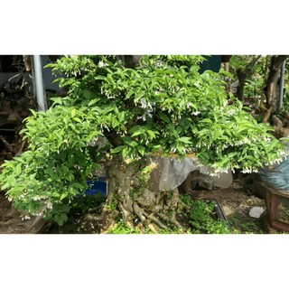 CHẬU CÂY MAI CHIẾU THỦY