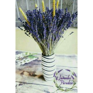 Bình hoa khô lavender #bh001