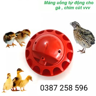 Máng Uống nước tự động úm chim cút, gà, vịt...nhựa nguyên sinh bền dẻo