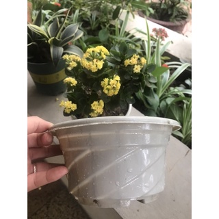 Chậu nhựa dẻo màu trắng