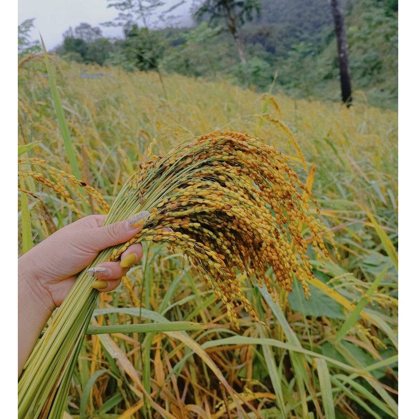 GẠO NẾP TAN CHIỀNG KHOANG (túi 1kg) - GẠO NẾP NƯƠNG