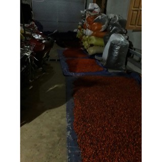 Hạt dổi nếp 100g loại 1(500 hạt) ( tặng hạt mắc khén )