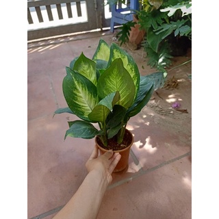 giá gốc-CÂY ÁNH SAO để bàn