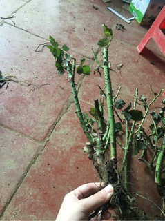 Gốc hồng leo