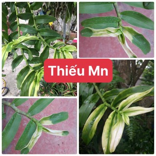 Phân bón vi lượng