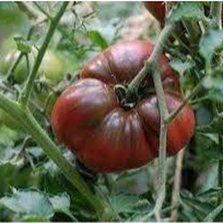 Hạt giống cà chua socola khổng lồ 30 hạt (TẶNG gói kích thích hỗ trợ hạt nảy mầm)