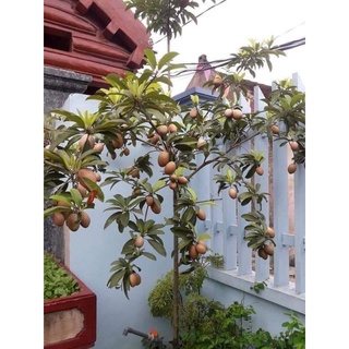 Cây hồng xiêm siêu trái