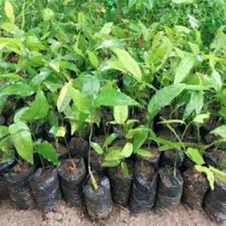 CÂY GIỐNG RAU SẮNG RỪNG ĂN CỰC NGON
