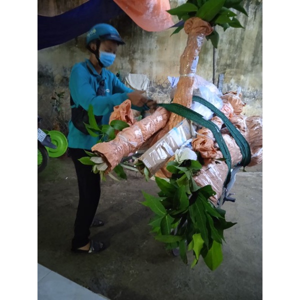 Cây bưởi da xanh