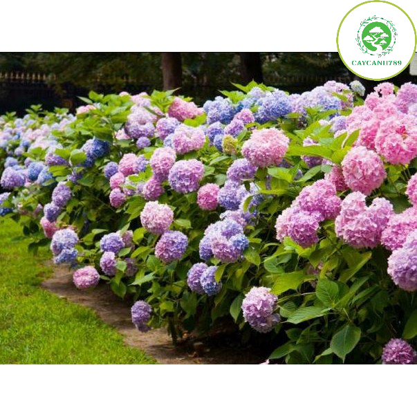 Cây Hoa Cẩm Tú Cầu Giống Đổi Màu Theo Độ Ph (Ảnh Thật Số 2)