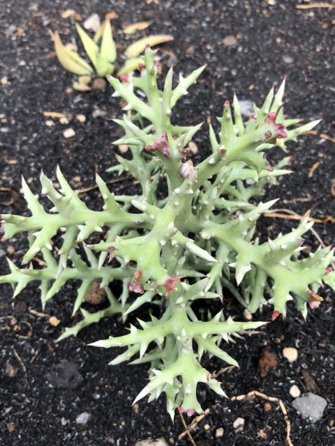 Euphorbia stenoclada
