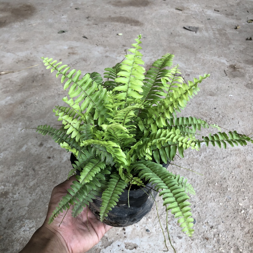 Cây dương xỉ thái rủ, Cao 20cm lá xanh tươi bụi to khỏe sức sống mãnh liệt, thích hợp trang trí nội thất