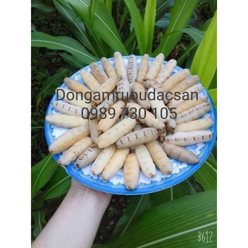 MỐI CHÚA NINH THUẬN 1 CON bổ sinh lí
