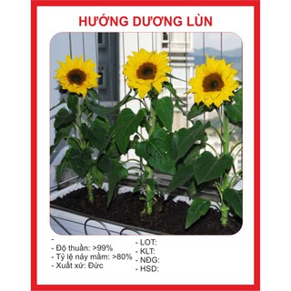 Combo Hạt Giống 500K tùy chọn