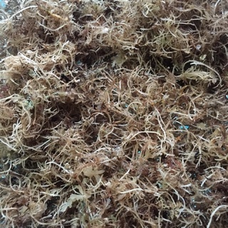 Rong biển lý Sơn dùng để nấu xu xoa 200g