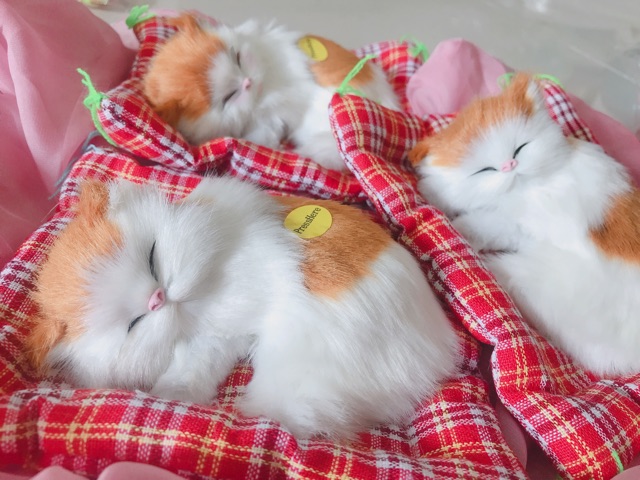 Mèo con nằm ngủ 🐱