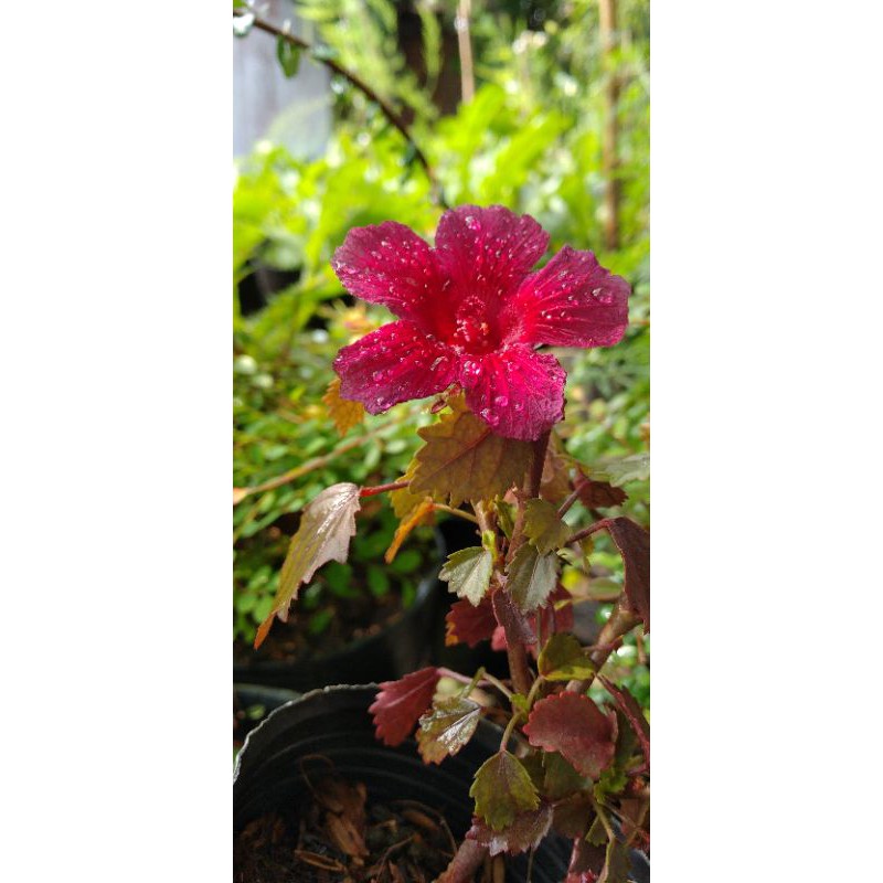 Bụp giấm lá đỏ(Hibiscus acetosella)