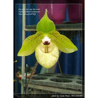 combo 10 LAN HÀI GIÁP RỪNG TÂY BẮC