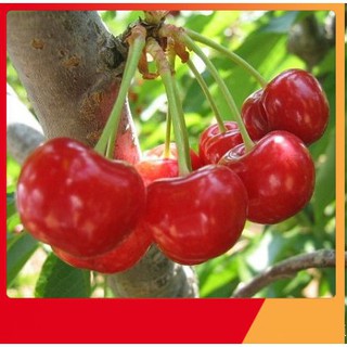 Hạt Giống Quả Anh Đào Cherry Mỹ [ NẢY MẦM 99 % ]
