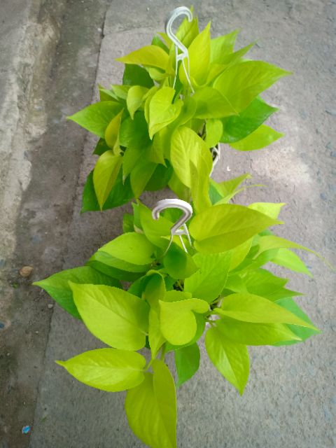 Cây Trầu Bà Vàng - KT: