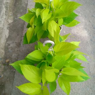Cây Trầu Bà Vàng - KT: (BK30cm x C28cm)