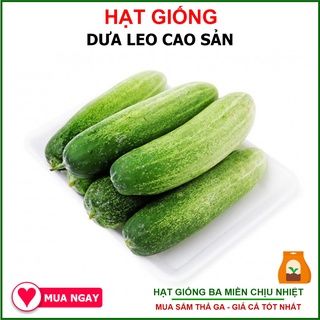 [Giống Chịu Nhiệt] 5 Gram Hạt Giống Dưa Leo Lai F1 Rạng Đông