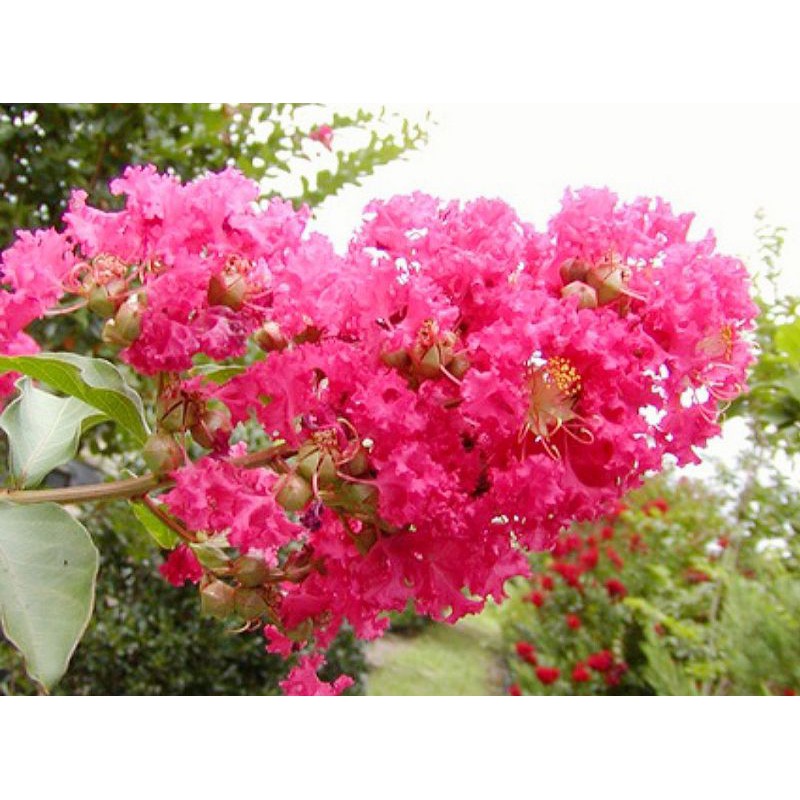 Cây Tường Vi đủ màu