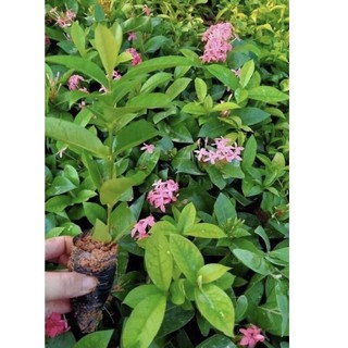 cây giống hoa mẫu đơn(màu hồng)