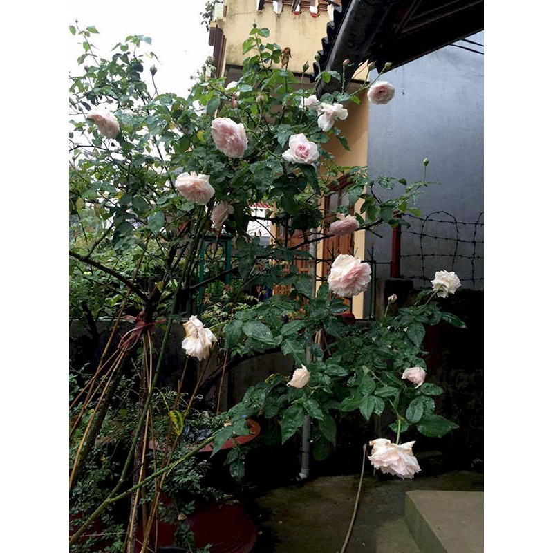 Hạt giống Hoa hồng cổ vân khôi hoa đẹp 10 hạt ĐẾN MÙA TRỒNG TẾT