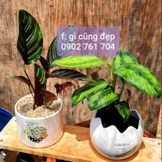 Cây đuôi công chậu sứ, chậu nhựa