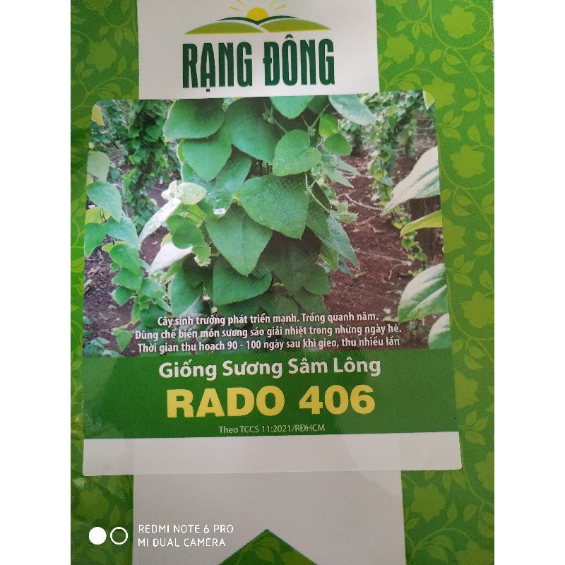 Hạt giống Sương sâm lông 10 hạt ( lá dùng làm sương sâm , thạch )❤️FREESHIP XTRA❤️