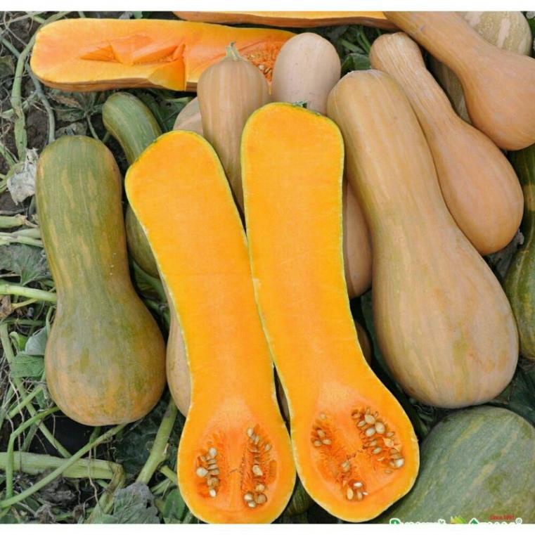 5h hạt giống bí đỏ dài , dễ trồng , năng suất cao