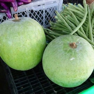 Hạt giống Bí đao hương quả tròn siêu thơm