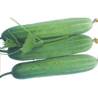 Hạt giống Dưa leo lai F1 ( combo 2 gói 1 gam )