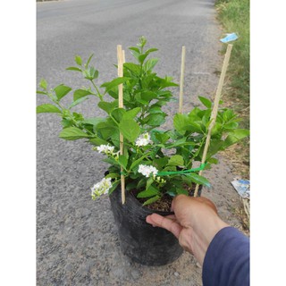 Chậu nhựa mềm Chuỗi Ngọc Trắng