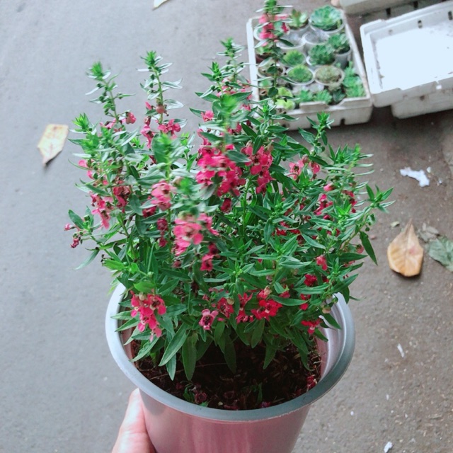 Chậu hoa lưu ly