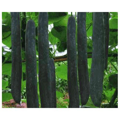 HẠT GIỐNG BÍ XANH SẶT