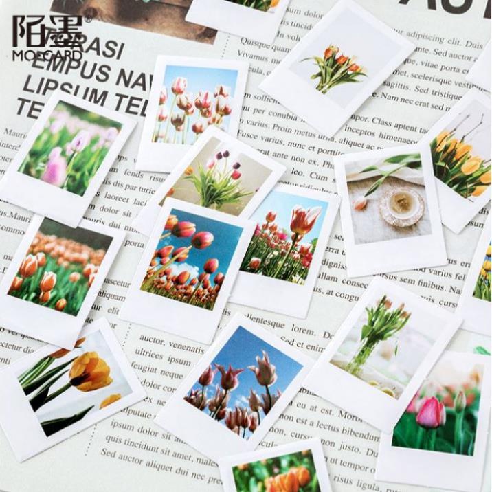 Bộ 46 Sticker Hoa Tulip Hà Lan E57